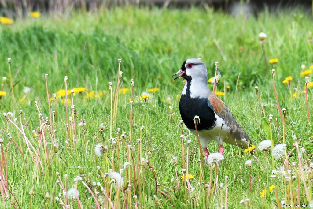 Southern Lapwingadult, identification, aspect, walking