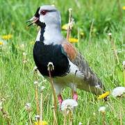 Southern Lapwing