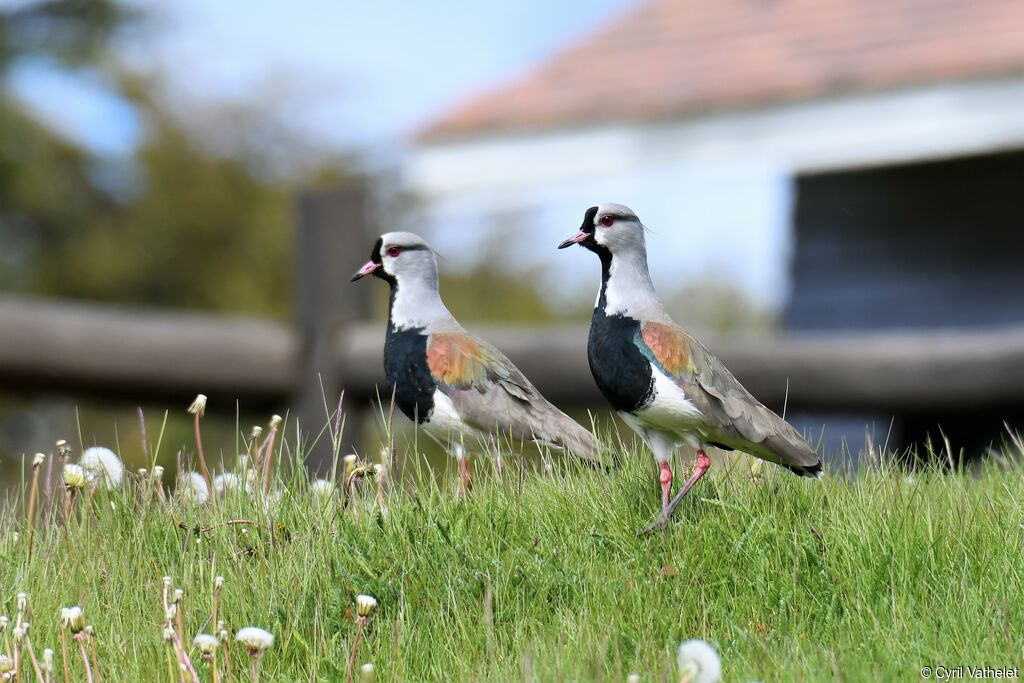 Southern Lapwingadult, aspect, walking