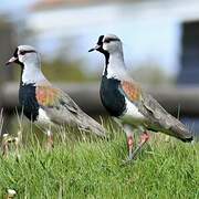 Southern Lapwing