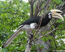 Oriental Pied Hornbill