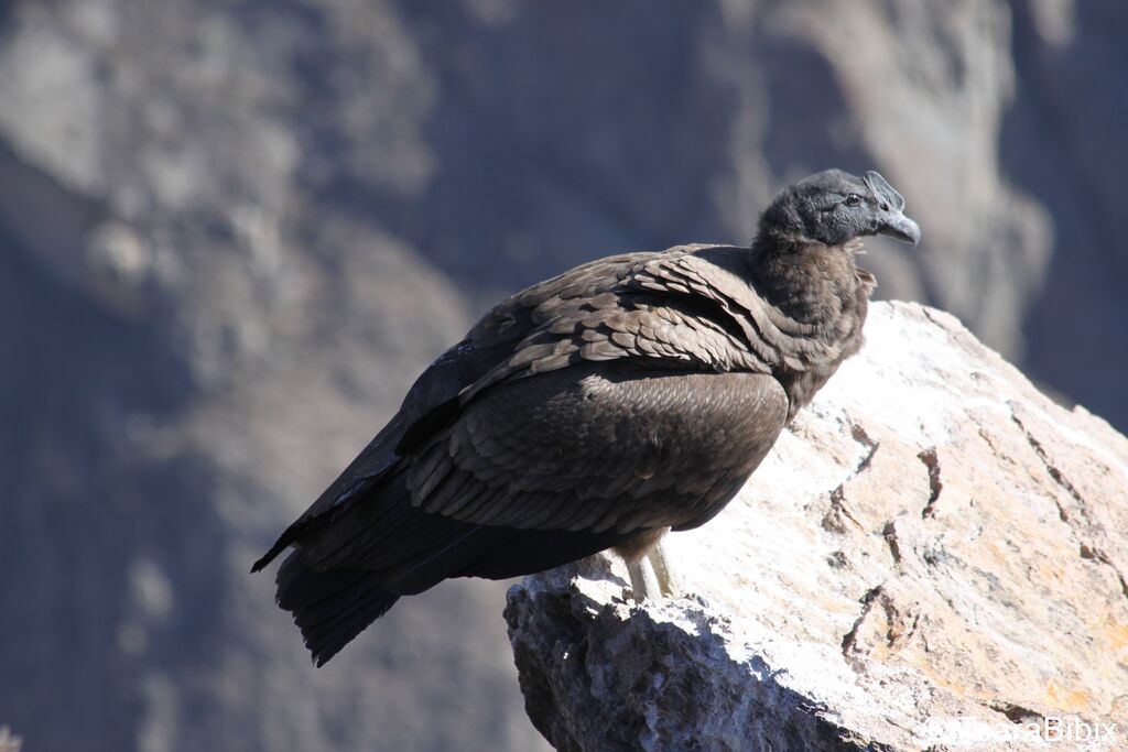 Condor des Andes