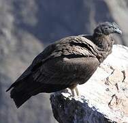 Condor des Andes