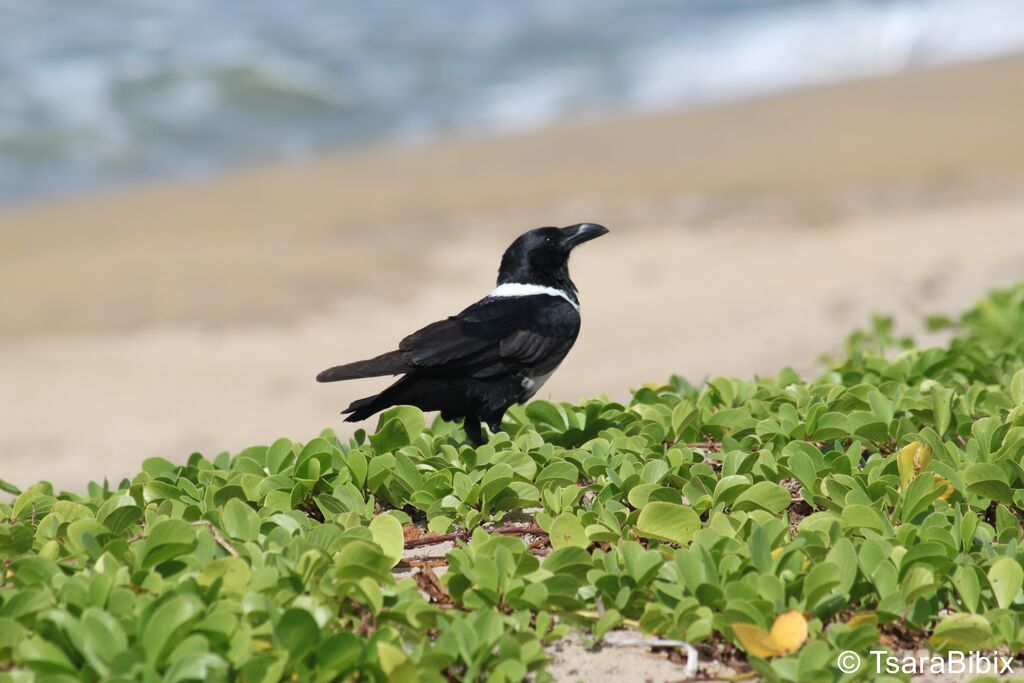 Pied Crow