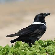 Pied Crow