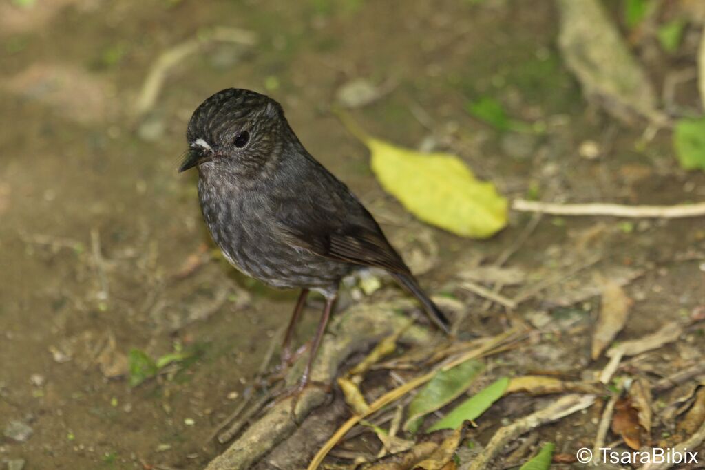 North Island Robin, walking