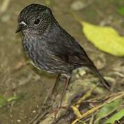 North Island Robin