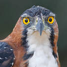 Aigle orné