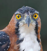 Ornate Hawk-Eagle