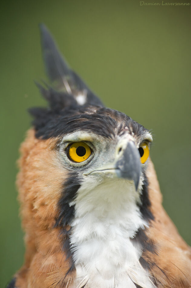 Aigle orné, identification