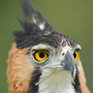Aigle orné