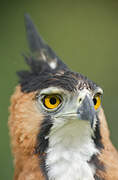 Ornate Hawk-Eagle