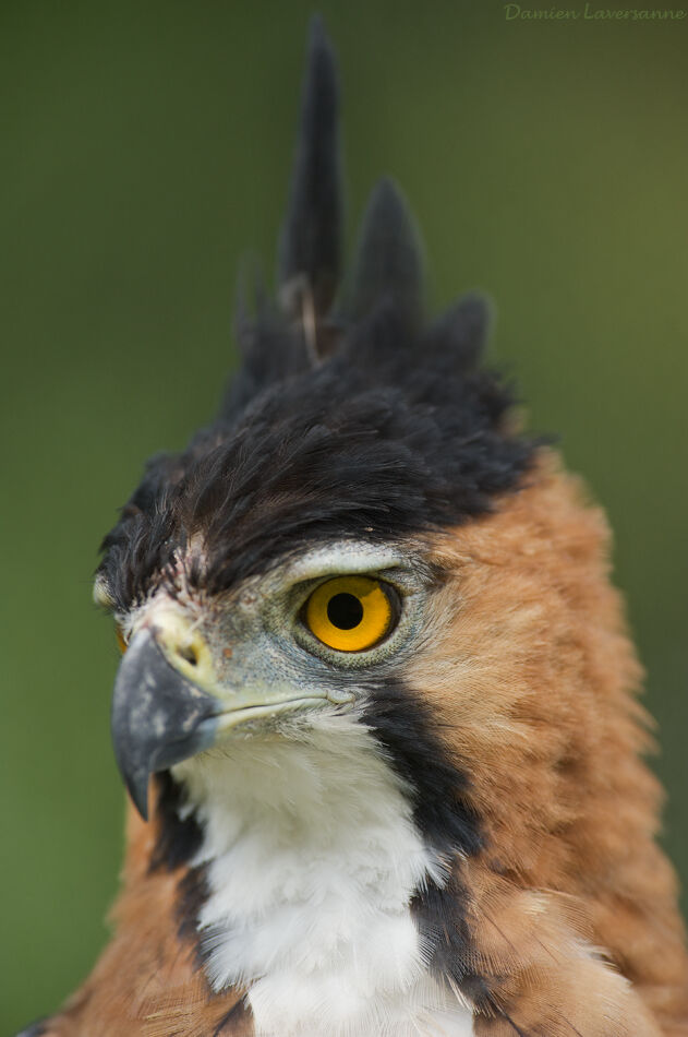 Ornate Hawk-Eagle