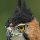 Aigle orné