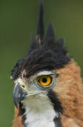 Ornate Hawk-Eagle