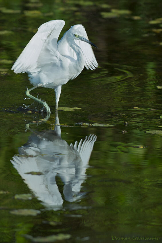 Aigrette bleuejuvénile