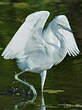 Aigrette bleue