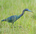 Aigrette bleue