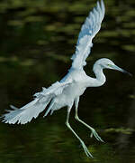 Aigrette bleue