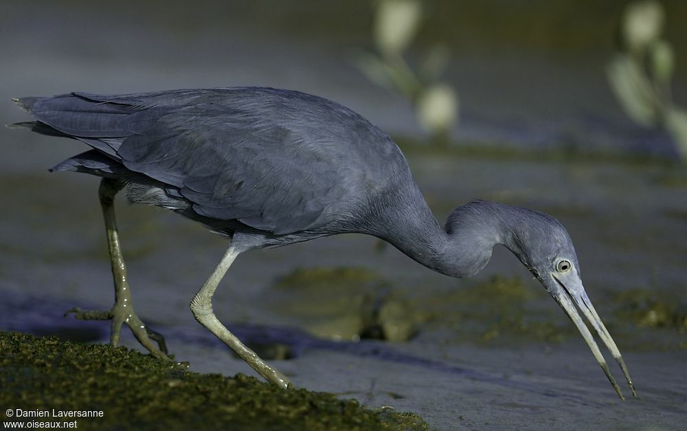 Little Blue Heron