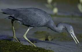 Little Blue Heron