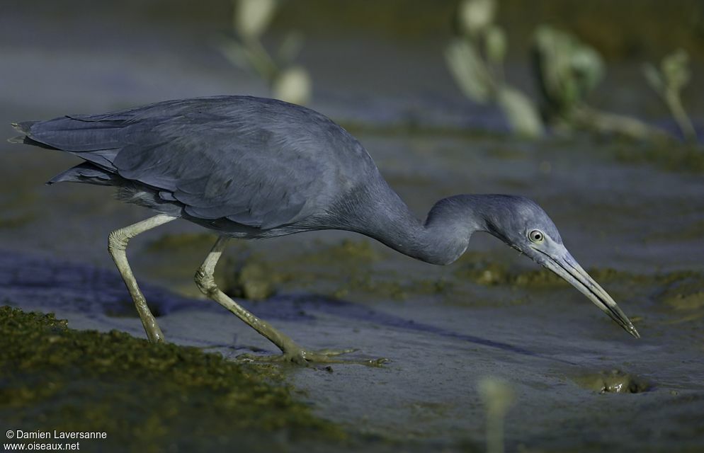 Aigrette bleue