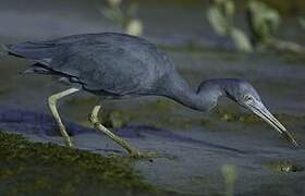 Little Blue Heron