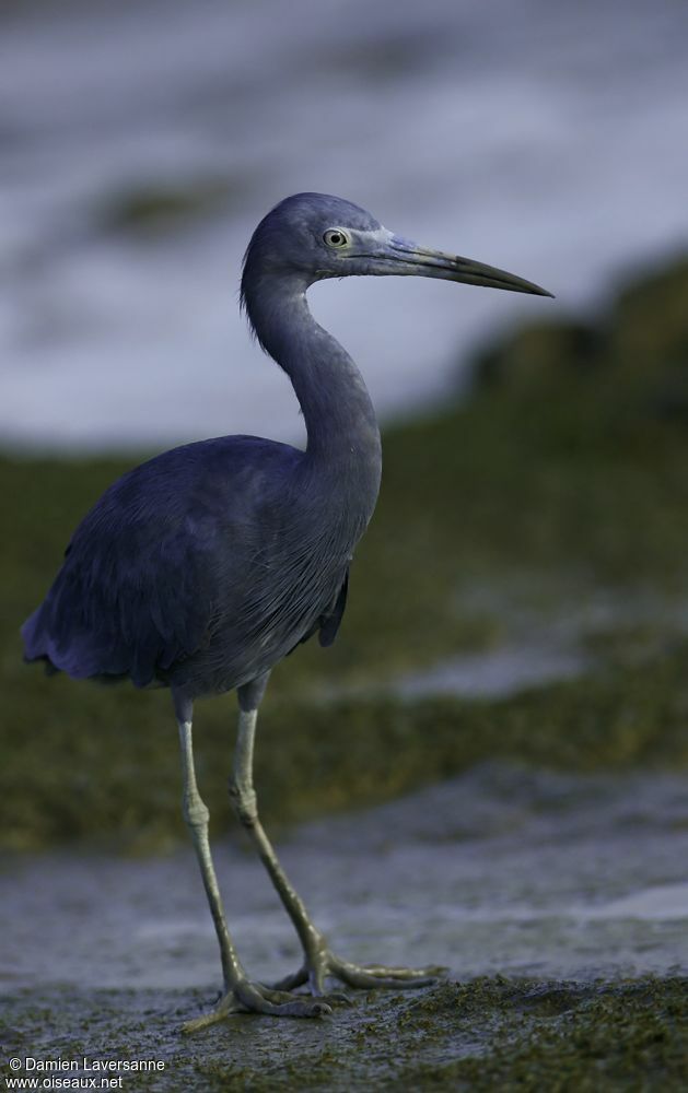 Little Blue Heron