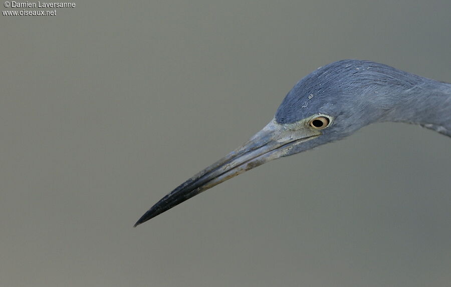 Little Blue Heron