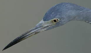 Little Blue Heron