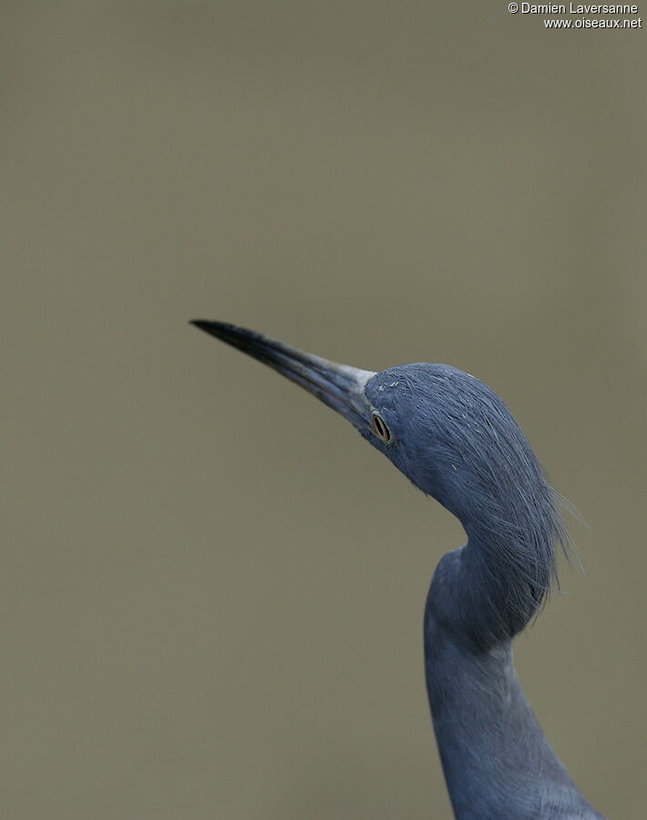 Little Blue Heron