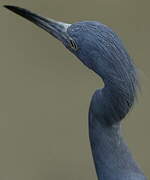 Aigrette bleue