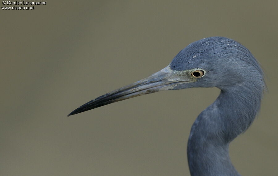 Aigrette bleue