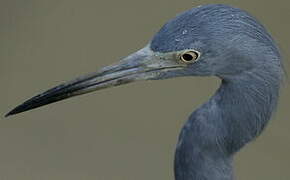 Aigrette bleue