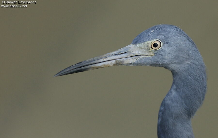 Aigrette bleue