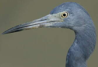 Aigrette bleue