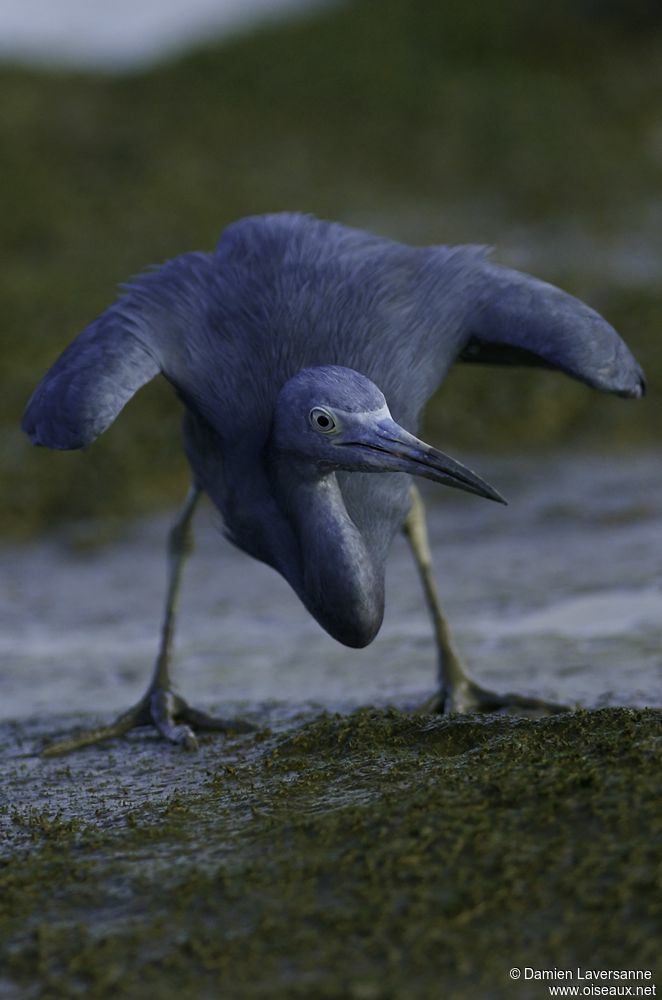 Aigrette bleue