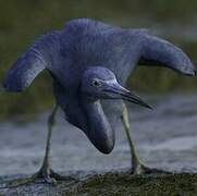 Little Blue Heron