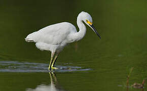 Aigrette neigeuse