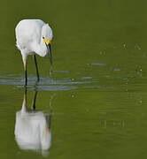 Aigrette neigeuse