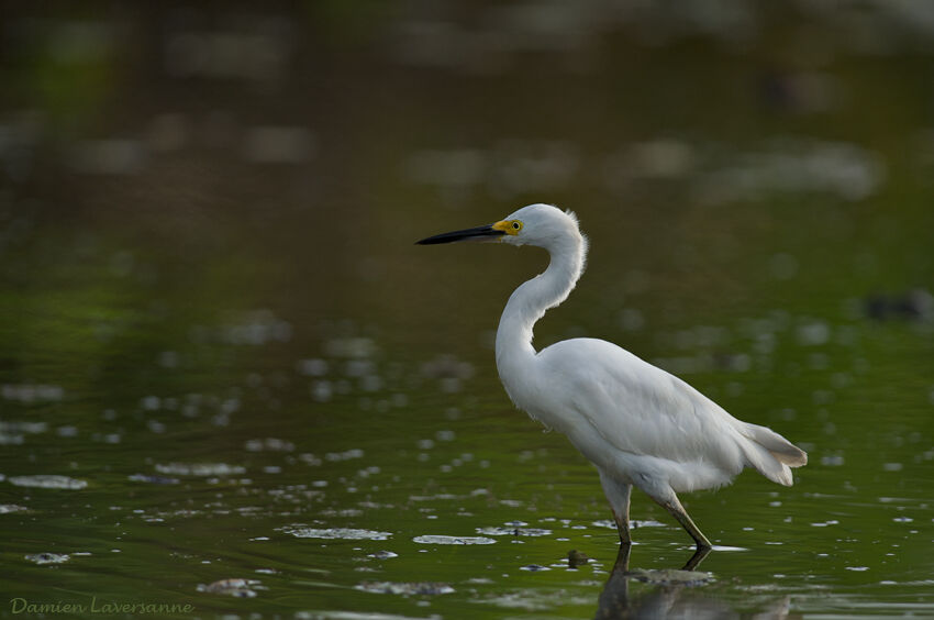 Aigrette neigeuse