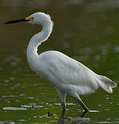 Aigrette neigeuse