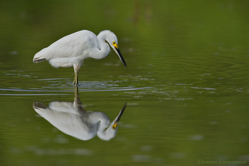 Snowy Egret