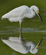 Aigrette neigeuse