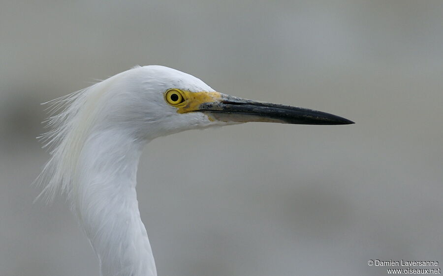 Aigrette neigeuse