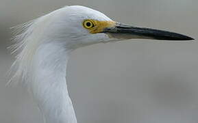 Aigrette neigeuse