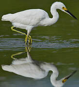 Snowy Egret