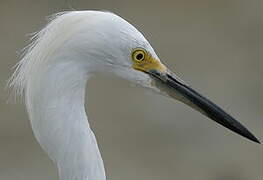 Aigrette neigeuse