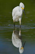 Aigrette neigeuse