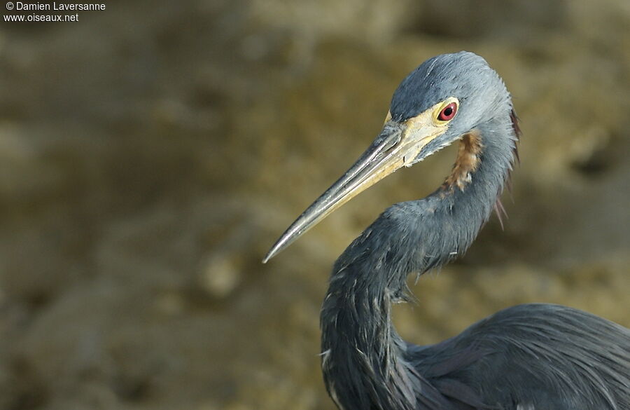 Aigrette tricolore